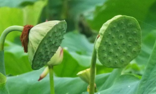 白露的药用网白露地的功效知识网站,分享白露治疗大全
